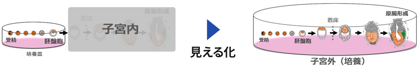 胚培養技術のイメージ図